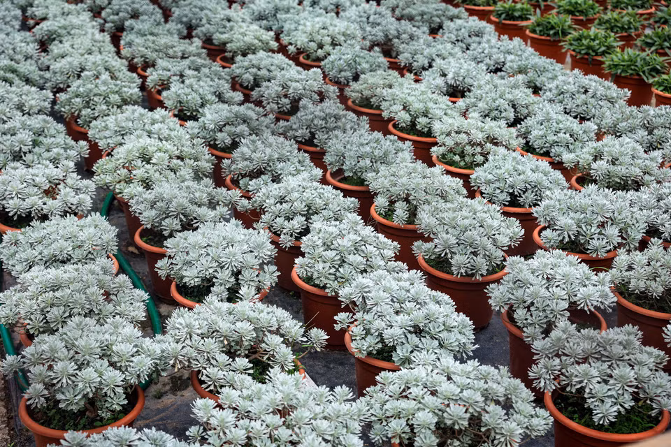 Theo nhận định của người dân nơi đây, tuy thị trường hoa năm nay chưa có điều 'hứa hẹn' nhưng họ nỗ lực phủ kín vườn để 'vớt vát' lại một mùa hoa Tết. (Ảnh: Hoài Nam/Vietnam+)