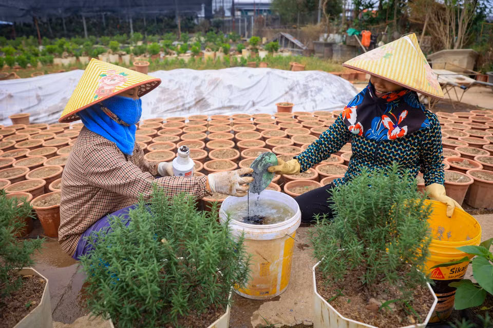 Hai tháng qua, người dân làng hoa Phụng Công đã miệt mài cải tạo đất, phục hồi vườn và đầu tư vào các giống cây mới để hồi sinh làng nghề. (Ảnh: Hoài Nam/Vietnam+)