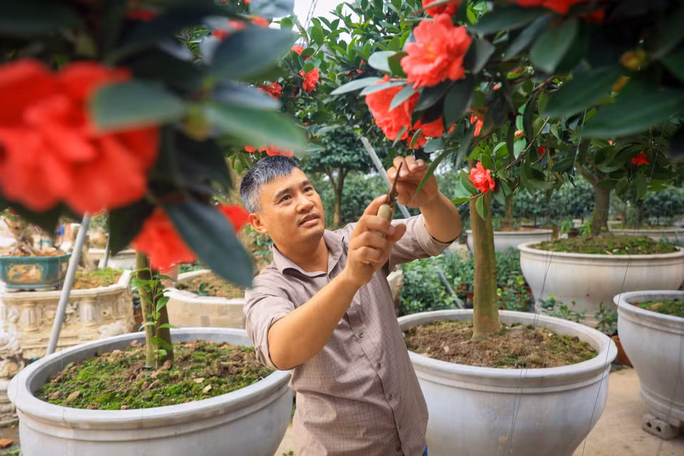 Đây là những loại cây lâu năm nên chăm sóc rất tốn thời gian, nhà vườn của anh đã hồi phục được khoảng 70%. (Ảnh: Hoài Nam/Vietnam+)