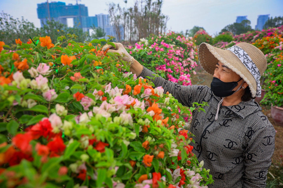 Sau những ngày miệt mài chăm sóc, những cây hoa giấy trong vườn của người dân đã đâm chồi, nảy lộc và bung hoa. (Ảnh: Hoài Nam/Vietnam+)