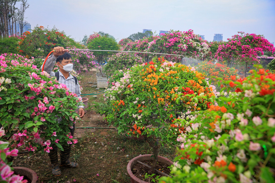Khi nước rút rễ cây bị yếu và tiềm ẩn nhiều loại sâu bệnh nên người dân thường xuyên phải chăm bón như 'chăm con mọn.' (Ảnh: Hoài Nam/Vietnam+)