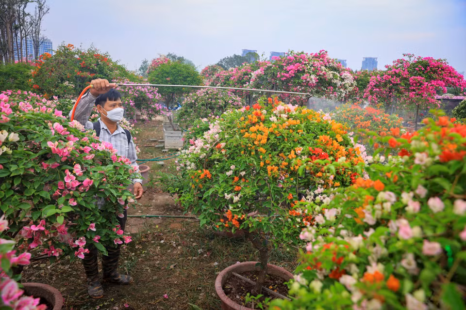Khi nước rút rễ cây bị yếu và tiềm ẩn nhiều loại sâu bệnh nên người dân thường xuyên phải chăm bón như 'chăm con mọn.' (Ảnh: Hoài Nam/Vietnam+)