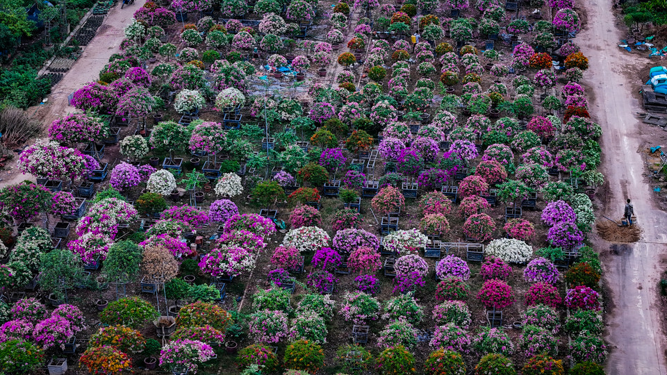 Sắc hoa đã trở lại trong những nhà vườn, báo hiệu phục hồi tích cực sau thiên tai. (Ảnh: Hoài Nam/Vietnam+)