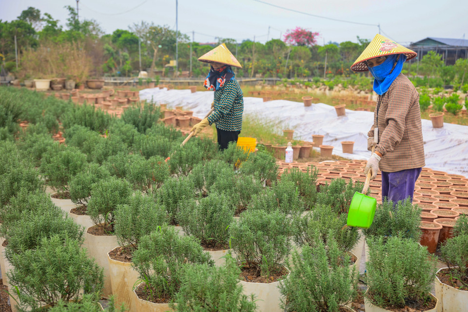 Theo ông Nguyễn Quốc Trị, Chủ tịch Hội nông dân xã Phụng Công, để tái sản xuất, phục hồi diện tích cây cảnh , Ủy ban nhân dân xã đã đề nghị người dân khử trùng ruộng đất; sửa chữa hệ thống hạ tầng kỹ thuật và canh tác những cây cảnh ngắn ngày, giúp người dân có thu nhập vào cuối năm. (Ảnh: Hoài Nam/Vietnam+)