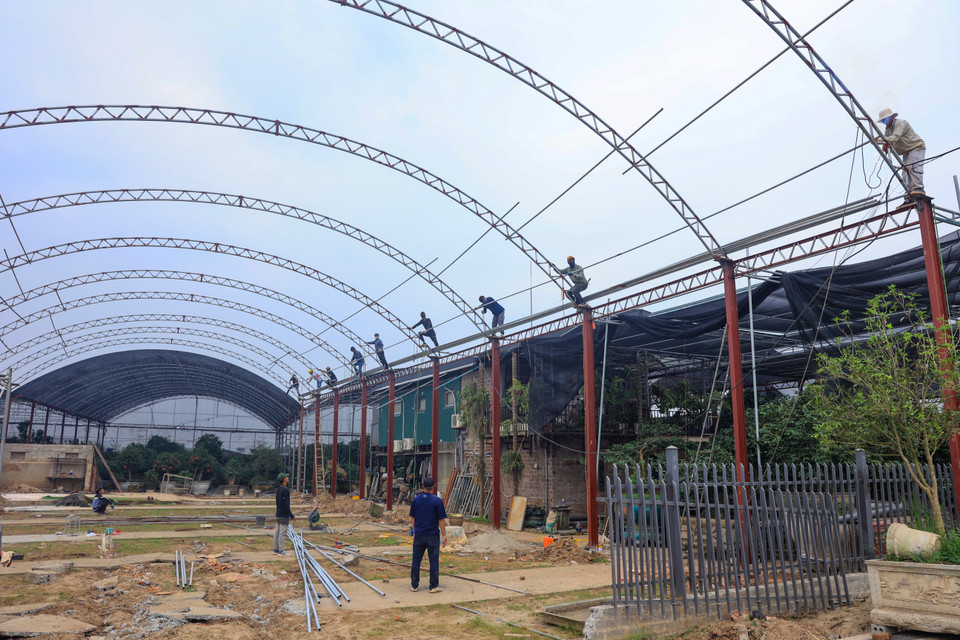 Các nhà vườn bị thiệt hại trong cơn bão và bị nhấn chìm bởi trận lụt lịch sử được phục hồi. (Ảnh: Hoài Nam/Vietnam+)