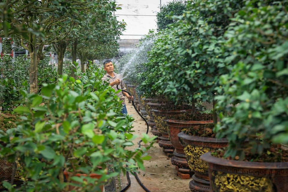 Gia đình anh Chử Văn Biên (Phụng Công, Văn Giang, Hưng Yên) phục vụ thị trường hoa trà cho ngày Tết. Sau 2 tháng bị ảnh hưởng nặng nề do bão và lụt, nhà vườn của anh đang có sắc xanh trở lại. (Ảnh: Hoài Nam/Vietnam+)