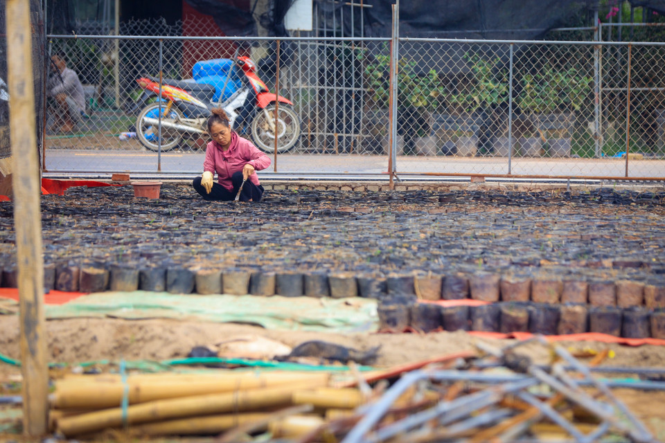 Hiện nay, người dân đang nỗ lực phục hồi để có hàng cung ứng ra thị trường dịp Tết Nguyên đán 2025. (Ảnh: Hoài Nam/Vietnam+)