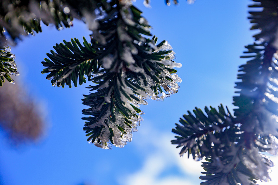 Những cành cây hay tán lá lúc này đều long lanh trong ánh nắng mặt trời. (Ảnh: Hoài Nam/Vietnam+)