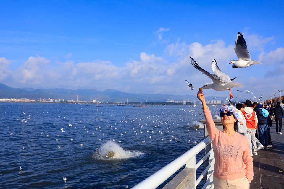 Du khách tới đây thường chụp ảnh lưu niệm khi cho chim hải âu ăn cạnh hồ Điền Trì, mỗi gói thức ăn từ 10- 30 Nhân dân tệ (30.000-100.000 đồng). (Ảnh: Hoài Nam/Vietnam+)