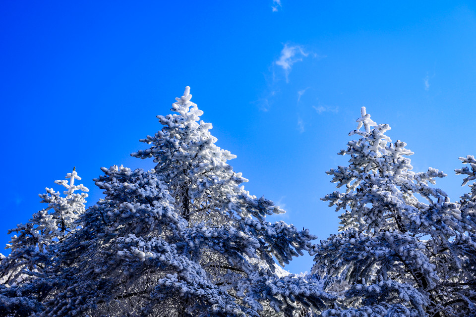 Theo cảm nhận của nhiều du khách chinh phục đỉnh Kiệu Tử, thời tiết lý tưởng để có những cảm nhận về thiên nhiên đẹp nhất là khi trời có nắng, mặc dù không có tuyết rơi nhưng cảnh quan thiên nhiên lại vô cùng 'thỏa mãn' đôi mắt của khách du lịch. (Ảnh: Hoài Nam/Vietnam+)