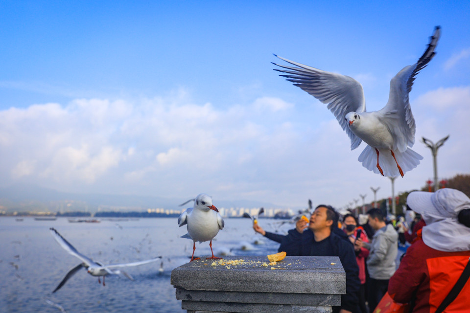Hải âu mỏ đỏ đi theo đàn dọc theo sông Đại Quan hoặc đập Hải Canh vào khu vực thành phố, tập trung ở cầu Hoàn Tây, công viên Thúy Hồ và những nơi khác. Đây cũng là những khu vực du khách lui tới tham quan. (Ảnh: Hoài Nam/Vietnam+)