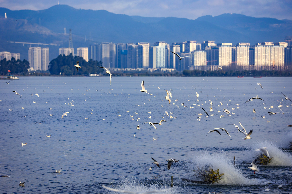 Theo chia sẻ từ hướng dẫn viên du lịch địa phương, hải âu đến với Côn Minh để tránh Đông từ hồ Ubusu của Cộng hòa Mông Cổ, lưu vực hồ Kyrgyzstan, khu vực phía nam hồ Baikal của Nga và lưu vực hồ Bosten ở Tân Cương, hành trình bay xa nhất lên tới hơn 6.000km. (Ảnh: Hoài Nam/Vietnam+)