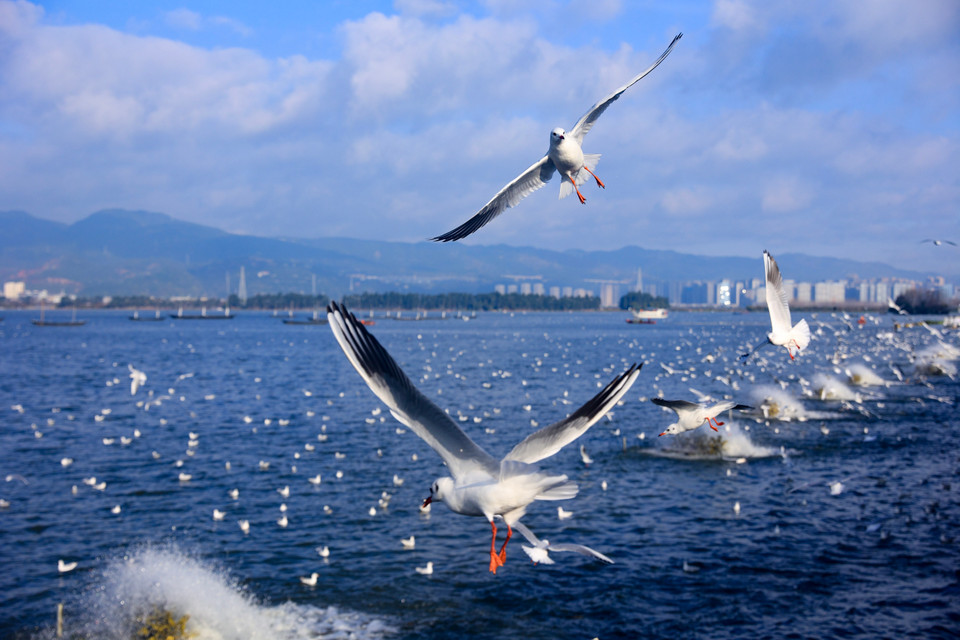 Các hoạt động trú Đông của hải âu đỏ ở Côn Minh được chia thành ba giai đoạn: đầu mùa Đông (tháng 11-12), giữa mùa Đông (tháng 1-2) và cuối mùa Đông (tháng 3-4). (Ảnh: Hoài Nam/Vietnam+)