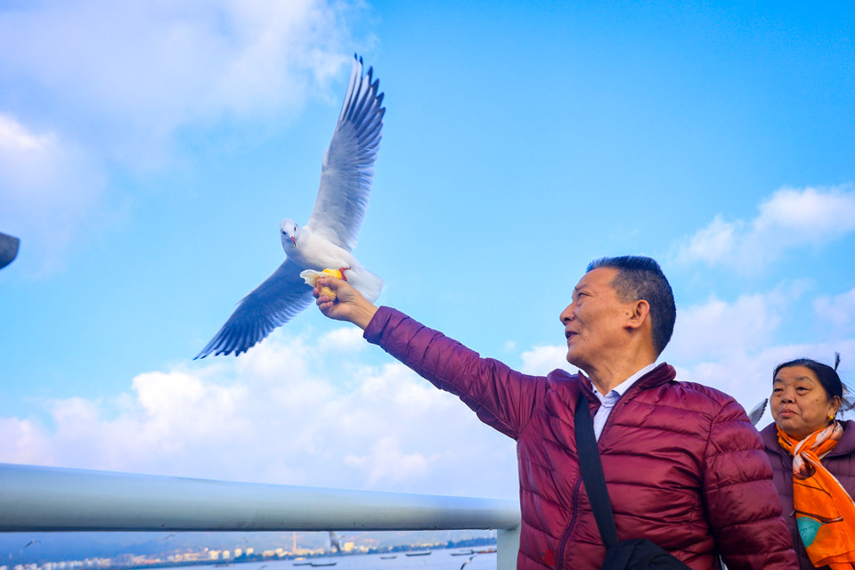 Với cảm nhận từ du khách, những cánh hải âu trên mặt hồ Điền Trì có lẽ là điều tuyệt vời nhất thiên nhiên ban tặng cho Côn Minh để nơi đây trở thành một góc nhỏ đầy mong nhớ mỗi dịp Đông đến Xuân về khiến ai cũng vấn vương. (Ảnh: Hoài Nam/Vietnam+)