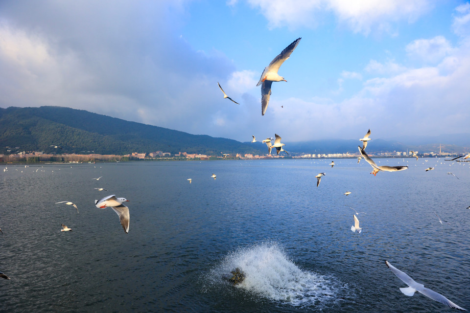 Vào khoảng tháng 11 đến tháng 3 năm sau, hải âu lại đến với Côn Minh như đã hẹn và chưa năm nào bị gián đoạn. (Ảnh: Hoài Nam/Vietnam+)