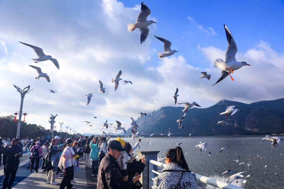 Được mệnh danh là thành phố của mùa Xuân, thời tiết ở Côn Minh vốn ôn hòa, dễ chịu quanh năm. Chính khí hậu này trong bốn mùa cùng với nguồn thực phẩm phong phú, nguồn nước trong xanh và sự an toàn giúp nơi đây trở thành nơi loài hải âu di cư tới. (Ảnh: Hoài Nam/Vietnam+)