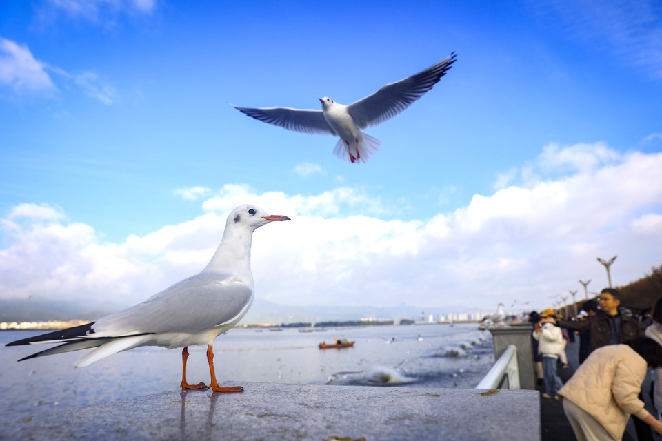 Chính sự thân thiện và nguồn thức ăn do người dân địa phương chuẩn bị sẵn, theo thời gian đã tạo nên sự quen thuộc và gắn bó của loài chim xứ lạ này với Côn Minh. (Ảnh: Hoài Nam/Vietnam+)