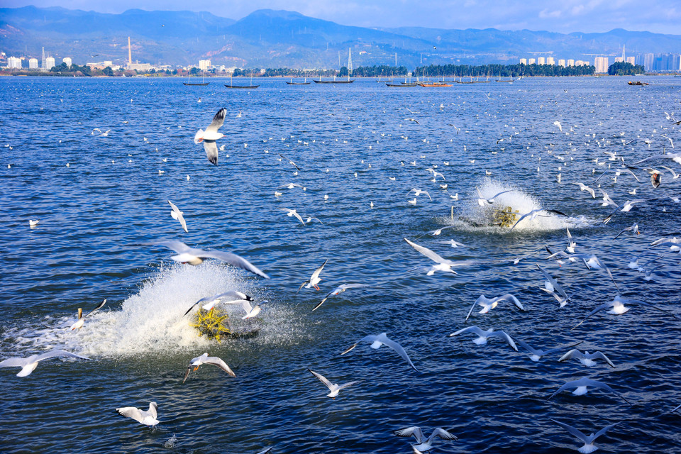 Khắp các dải núi xanh biếc, tô điểm màu trắng của loài hải âu. Cánh chim hải âu trắng bơi ở mặt hồ mênh mông, sải cánh bay trên thuyền buồm, tạo nên một khung cảnh nức lòng du khách khi tới Côn Minh. (Ảnh: Hoài Nam/Vietnam+)