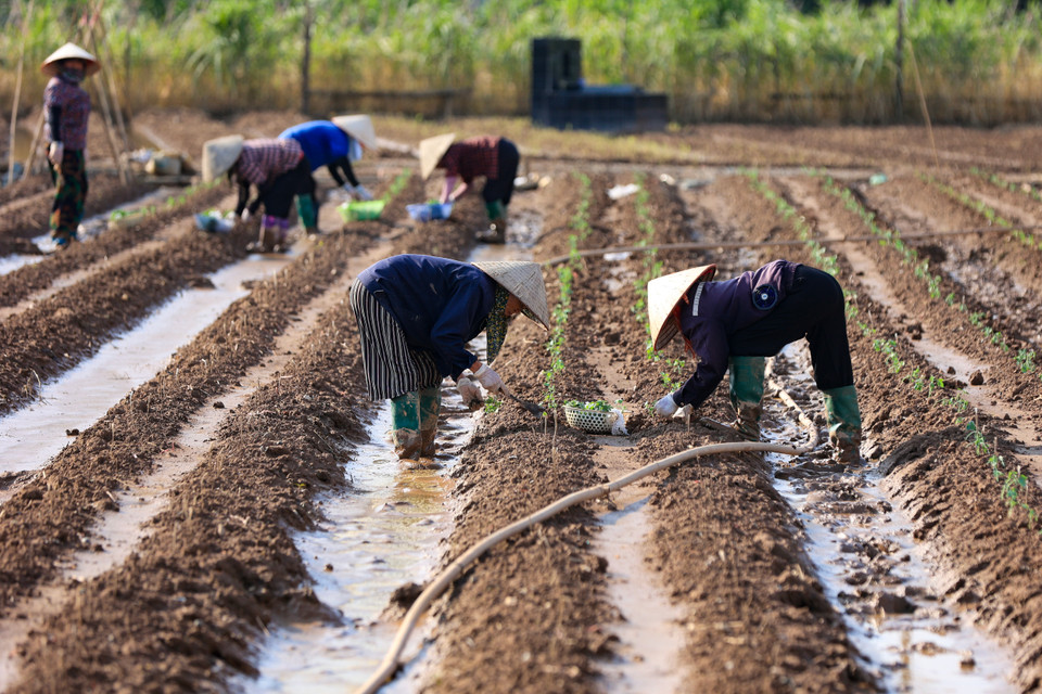 Phía bên trong đê, với một số ruộng cao, người dân đã trồng rau trở lại. (Ảnh: Hoài Nam/Vietnam+)