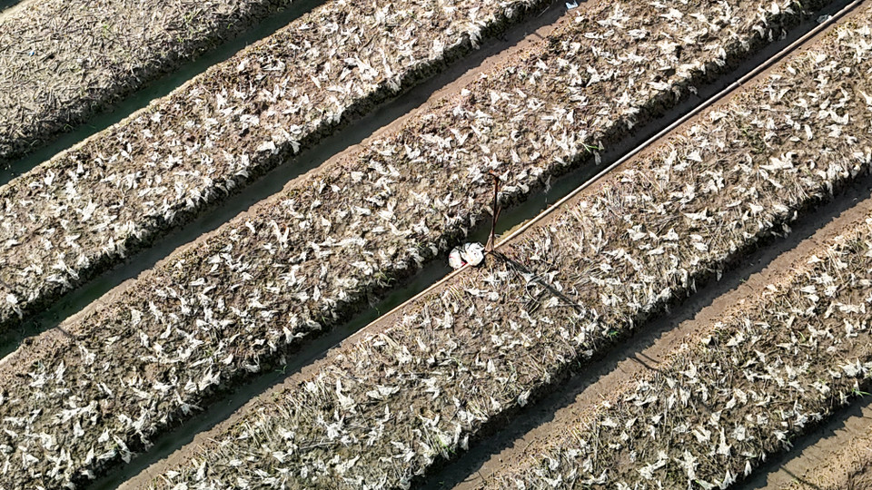 Ruộng cải bẹ Đông Dư chưa kịp ngày thu hoạch đã hư hỏng hoàn toàn sau khi nước rút. (Ảnh: Hoài Nam/Vietnam+)