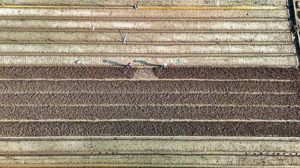 Một số nơi ruộng cao người dân đã bắt đầu canh tác trở lại để khôi phục kinh tế. (Ảnh: Hoài Nam/Vietnam+)