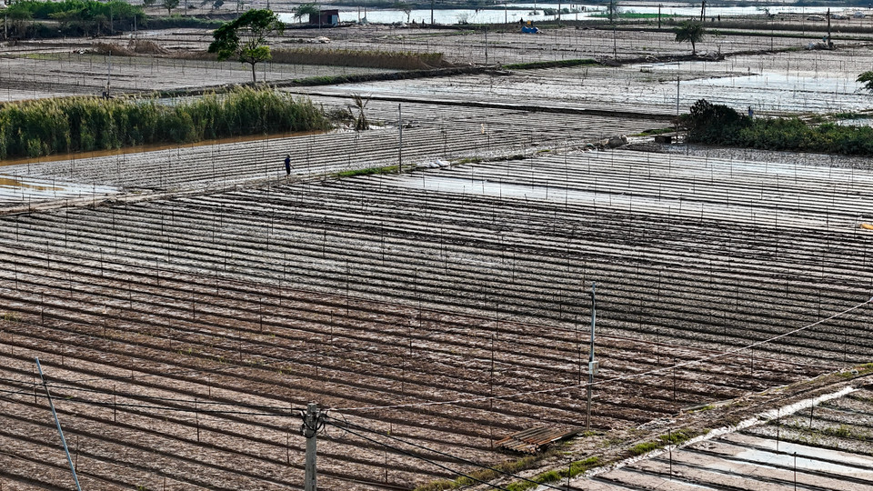 Những cánh đồng xơ xác, trơ trọi đất không còn màu xanh. (Ảnh: Hoài Nam/Vietnam+)