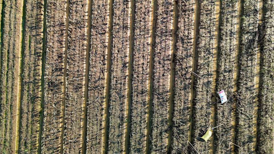 Ruộng hướng dương tan tác sau khi nước rút. (Ảnh: Hoài Nam/Vietnam+)