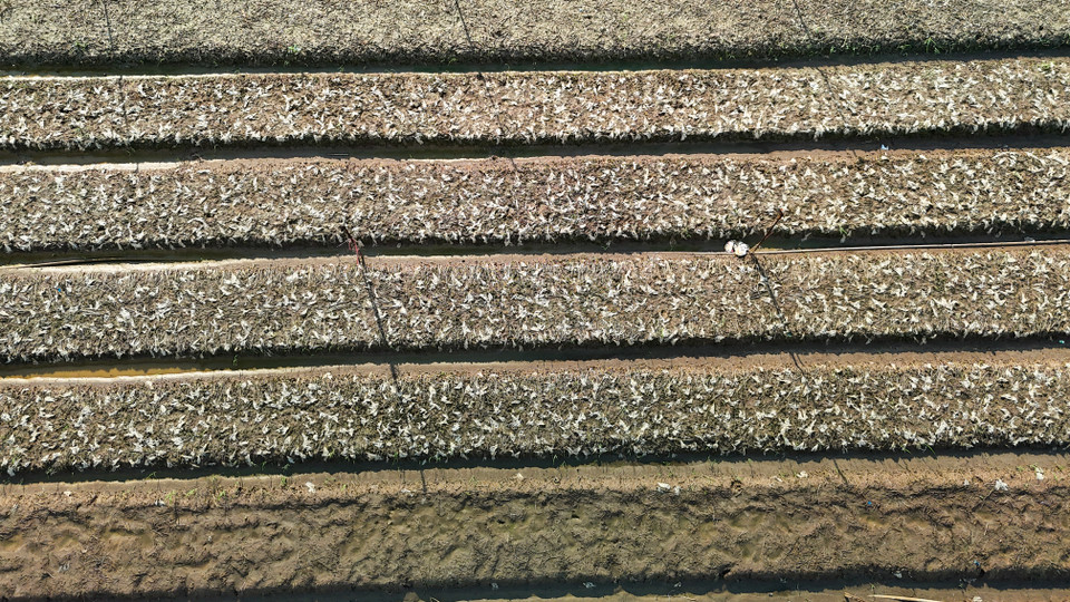 Nước sông dâng nhấn chìm toàn bộ diện tích canh tác của bà con nơi đây gây thiệt hại rất lớn. (Ảnh: Hoài Nam/Vietnam+)