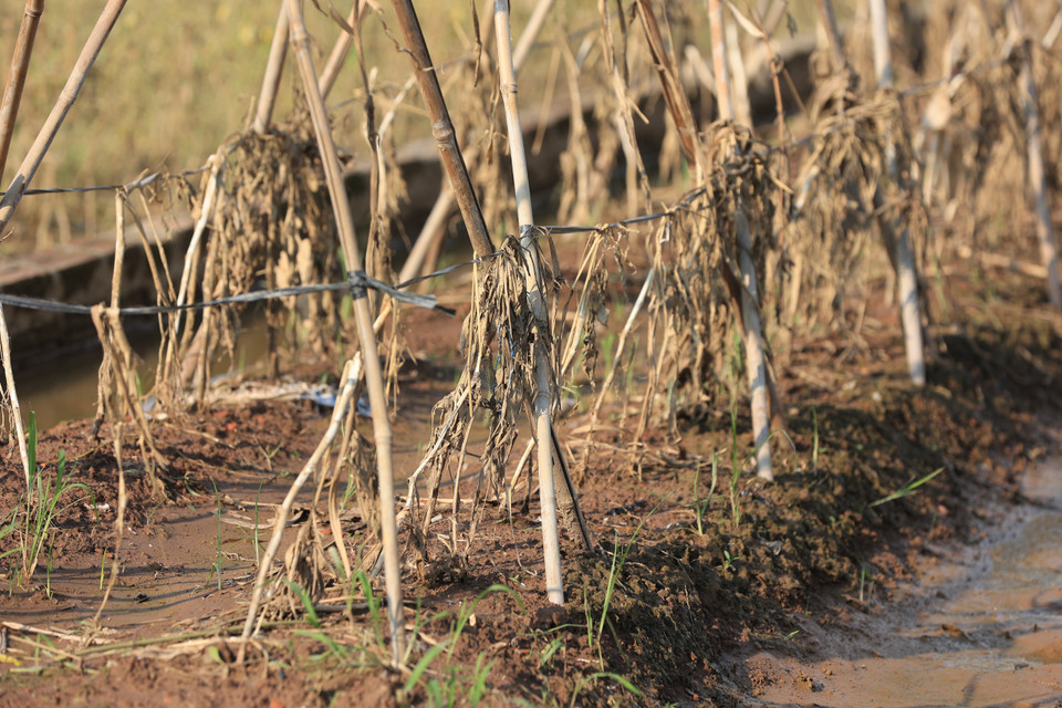 Theo người dân, mỗi sào rau thiệt hại trung bình từ 8 triệu đồng đến 50 triệu đồng tùy loại rau củ. (Ảnh: Hoài Nam/Vietnam+)