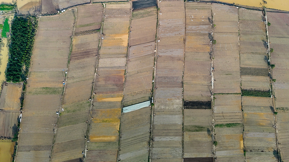 Theo ghi nhận của phóng viên chiều ngày 16/9, toàn bộ diện tích trồng rau xanh và hoa màu tại thôn Đông Cao (Tráng Việt, Mê Linh, Hà Nội) đã bị xóa sổ hoàn toàn sau khi nước sông Hồng dâng cao nhấn chìm toàn bộ. (Ảnh: Hoài Nam/Vietnam+)