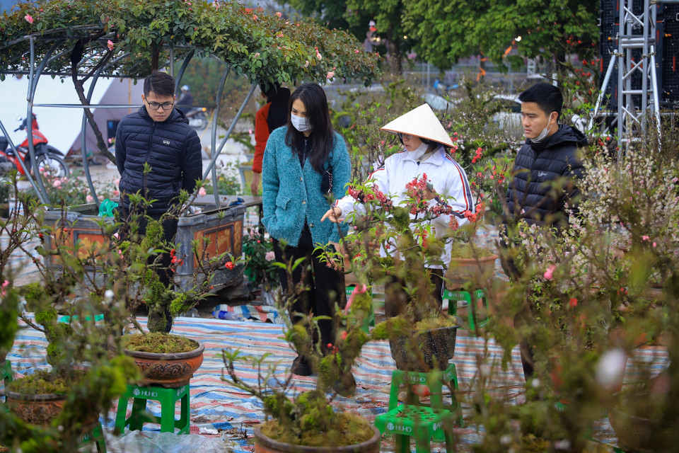 Những ngày cận Tết Nguyên đán, nhiều các loại hoa, cây cảnh được bày bán trên nhiều tuyến đường Hà Nội. Ngoài quất, đào thì nhất chi mai đang được nhiều khách ưa chuộng, dù giá đắt đỏ lên tới cả chục triệu đồng. (Ảnh: Hoài Nam/Vietnam+)