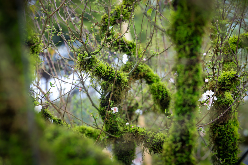 Những cây nhất chi mai từ Sapa được trồng rêu phủ toàn thân, nụ mọc kín cành mang vẻ đẹp đặc trưng của núi rừng Tây Bắc. (Ảnh: Hoài Nam/Vietnam+)