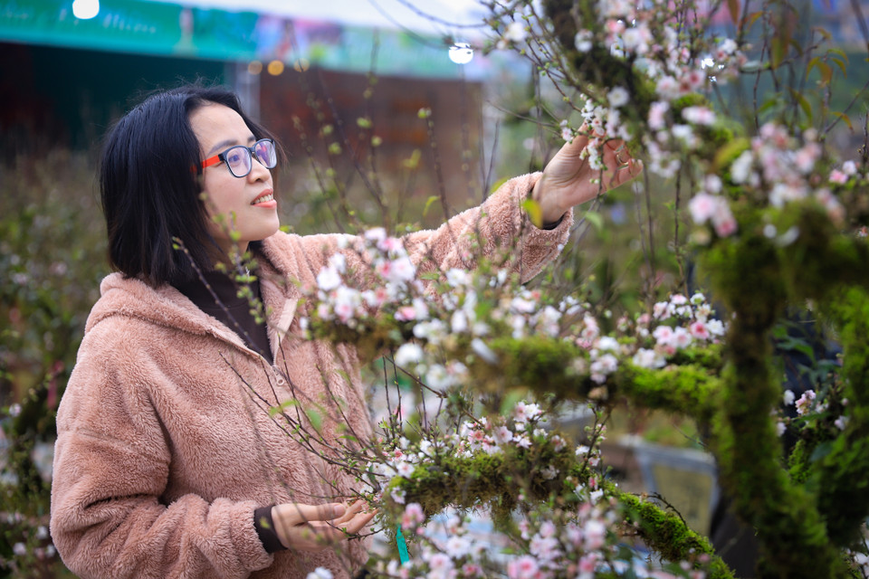 Dù có giá rất cao nhưng nhất chi mai đang vô cùng hút người mua. Chị Huyền Thảo (Mỹ Đình, Hà Nội) chia sẻ: “Màu hoa trắng tượng trưng cho sự may mắn, bình an cho năm mới nên năm nay tôi lựa chọn mua cây mai thay vì đào, quất như mọi năm.” (Ảnh: Hoài Nam/Vietnam+)