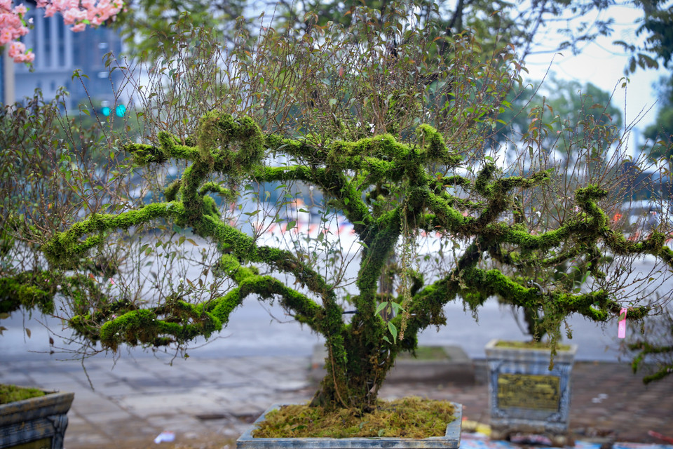 Cây nhất chi mai dáng trực, được uốn rất kỳ công này có giá 50 triệu đồng. (Ảnh: Hoài Nam/Vietnam+)