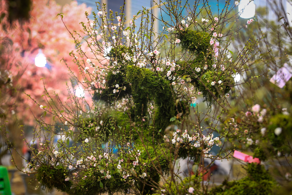 Nhất chi cai hay còn có gọi tên gọi khác là nhị độ mai, hàn mai hay hoa mai trắng. Không chỉ mang vẻ đẹp thanh tao, nhất chi mai còn có thể tạo được dáng tam đa, huyền, dáng trực rất đẹp mắt. (Ảnh: Hoài Nam/Vietnam+)