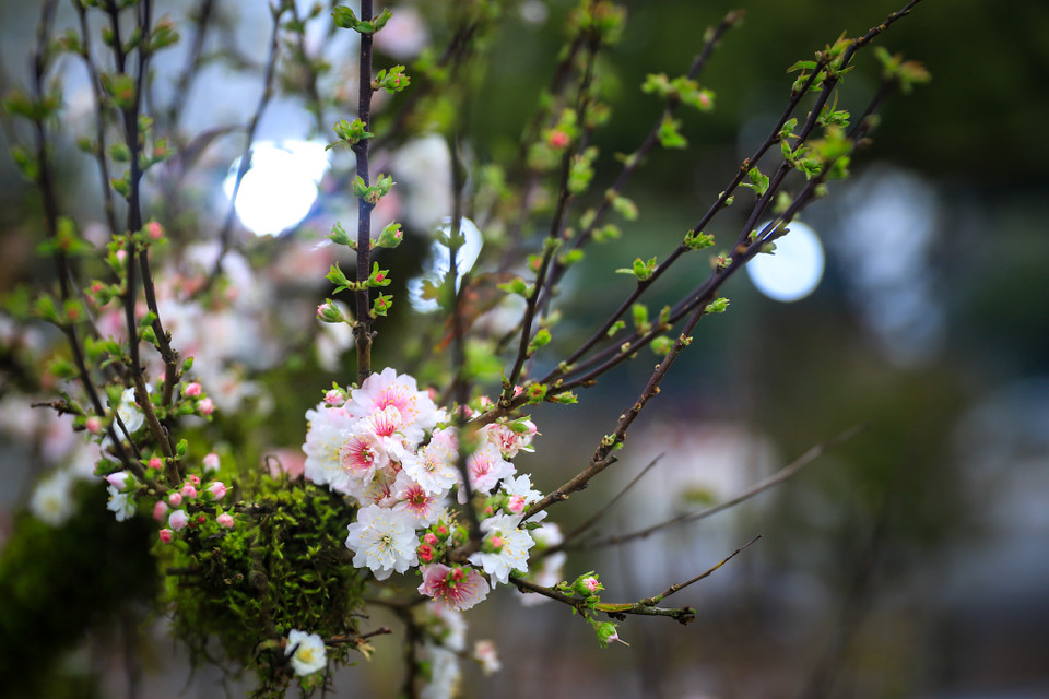 “Với lượng tiêu thụ như hiện tại, các dòng có giá từ 5-10 triệu bán rất chạy. Tôi dự định sẽ chuyển thêm 1 xe xuống Hà Nội để tiếp tục bán,” chị Thu cho hay. (Ảnh: Hoài Nam/Vietnam+)