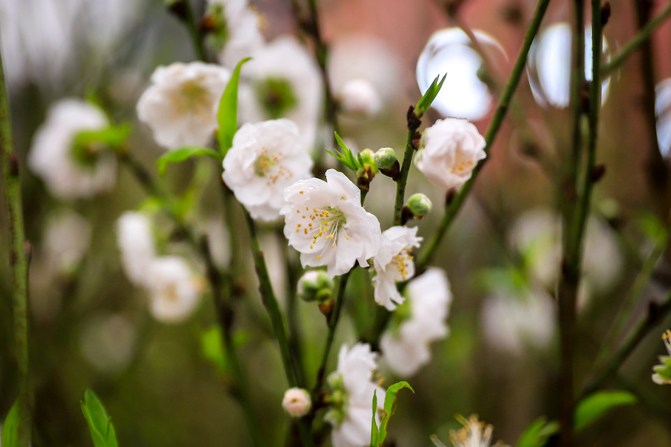 Hiện tại, chị Thu đã bán được hơn 60 gốc. Để khách hàng dễ lựa chọn, nhà vườn mang xuống những cây có giá trị từ 1 - 35 triệu đồng và một số cây 50-80 triệu đồng. (Ảnh: Hoài Nam/Vietnam+)
