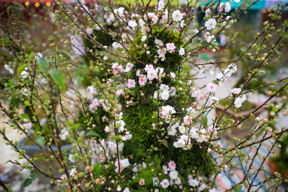 Nhất chi mai không có quả, việc nhân giống hoa được thực hiện bằng phương pháp giâm cành, vậy nên giá của nhất chi mai rất cao vì đòi hỏi nhiều công sức, kỹ thuật. (Ảnh: Hoài Nam/Vietnam+)