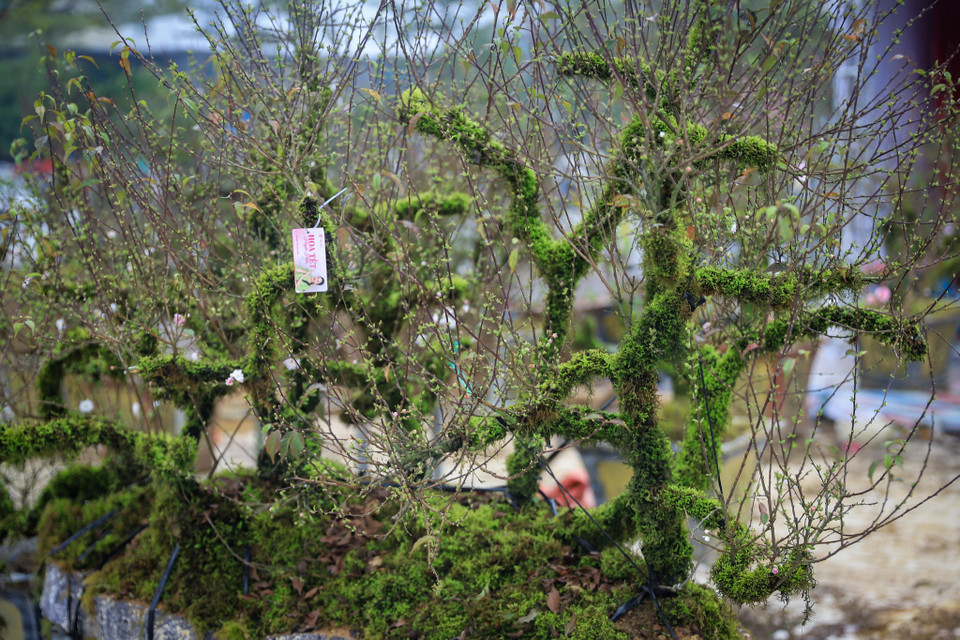 Chị Thu - chủ một vườn cây cảnh ở Tả Phìn, Sapa, Lào Cai chia sẻ năm nay nhà vườn vận chuyển khoảng 200 gốc nhất chi mai từ Sapa xuống Hà Nội để bán. (Ảnh: Hoài Nam/Vietnam+)