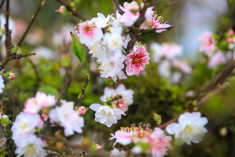 Không giống các loại hoa khác, nhất chi mai có nụ màu hồng đậm. Khi hoa nở, bông lại có màu trắng muốt, cách đều, xếp chồng lên nhau. Đặc biệt khi hoa tàn, cách hoa sẽ chuyển dần sang sắc đỏ. (Ảnh: Hoài Nam/Vietnam+)