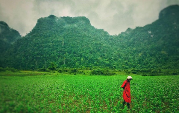 Đạo diễn Jordan Voigt-Roberts chia sẻ ảnh cánh đồng ngô ở Quảng Bình.