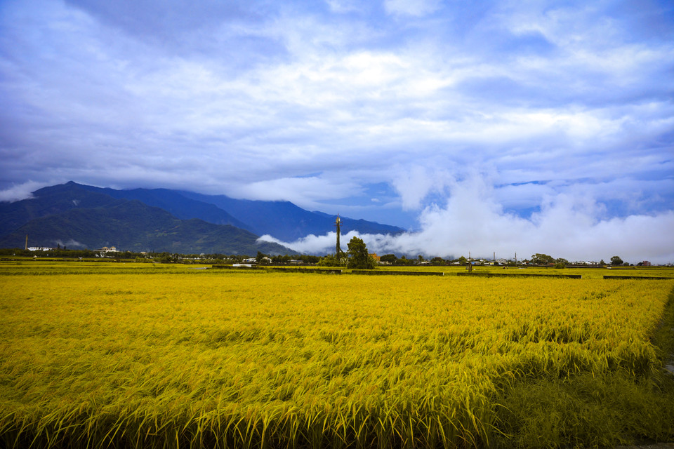 Vào mùa Thu, sắc vàng của lúa chín nhuộm cả thị trấn, vẽ nên bức tranh thôn quê lãng mạn. (Ảnh: Hoài Nam/Vietnam+)