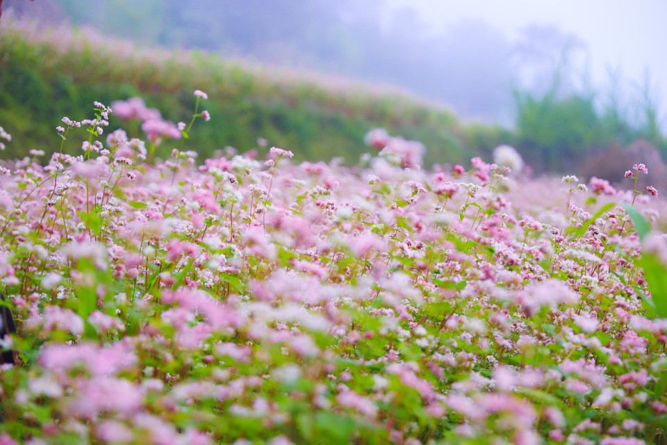 Cây này thuộc họ đậu (Fabaceae), cánh hoa chụm lại với nhau thành hình chóp, ở giữa là hạt mạch. (Ảnh: Hoài Nam/Vietnam+)