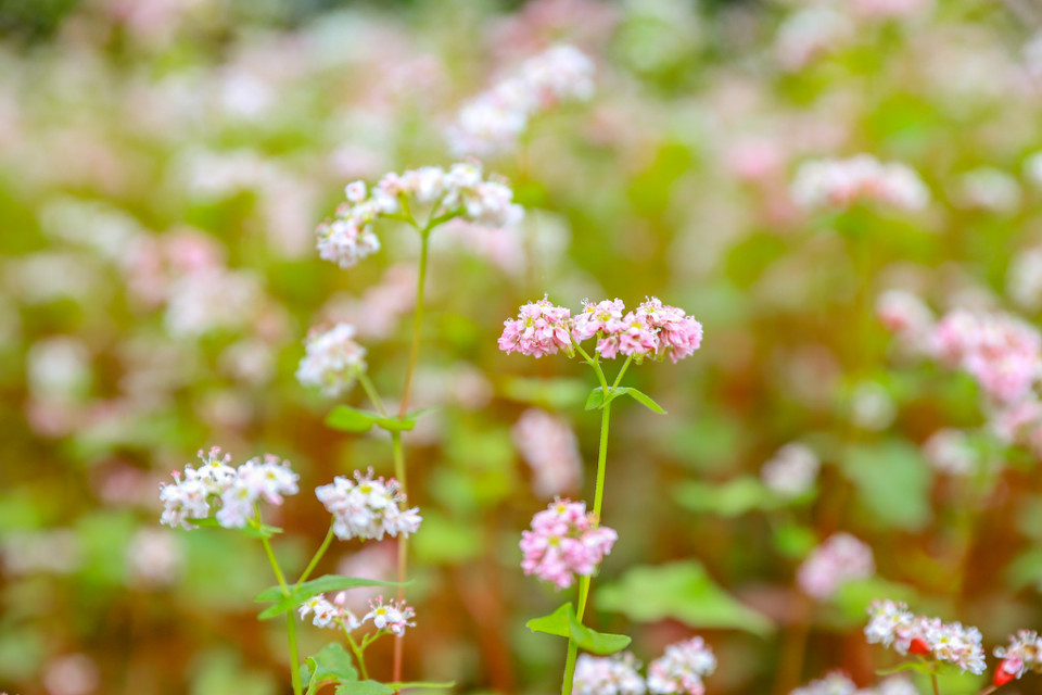Màu sắc của hoa tam giác mạch thay đổi theo từng giai đoạn. Khi mới nở, hoa mang màu trắng tinh khôi, rồi chuyển sang hồng nhạt, hồng ánh tím rồi đỏ sẫm. (Ảnh: Hoài Nam/Vietnam+)
