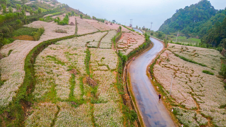 Các cánh đồng dọc quốc lộ 4C và tỉnh lộ 176 ở Hà Giang đang khoác lên mình màu áo mới, được dệt bởi sắc tím, trắng, hồng đầy quyến rũ của hoa tam giác mạch. (Ảnh: Hoài Nam/Vietnam+)