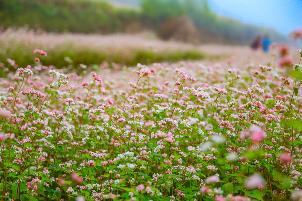 Huyện Yên Minh có các điểm trồng nhiều hoa là Na Khê, Lao Và Chải, Du Già, thị trấn Yên Minh. Tại huyện Mèo Vạc trồng nhiều ở thôn Há Chí Đùa, Hấu Chua, Pả Vi,… (Ảnh: Hoài Nam/Vietnam+)