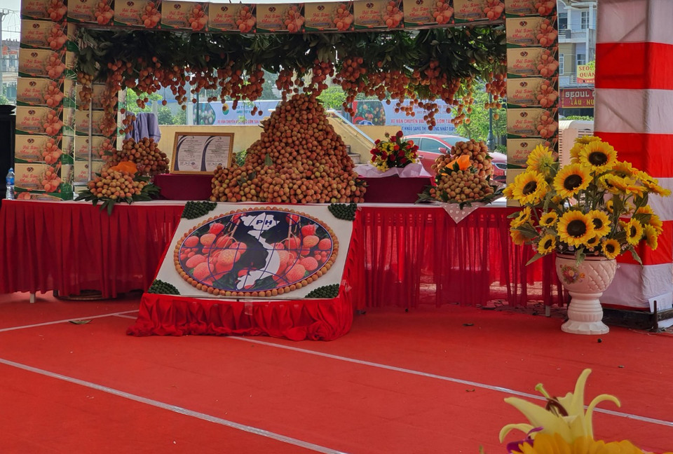 Tỉnh Bắc Giang xây dựng và triển khai 3 kịch bản tiêu thụ vải thiều trong điều kiện có dịch COVID-19. (Ảnh: CTV/Vietnam+)