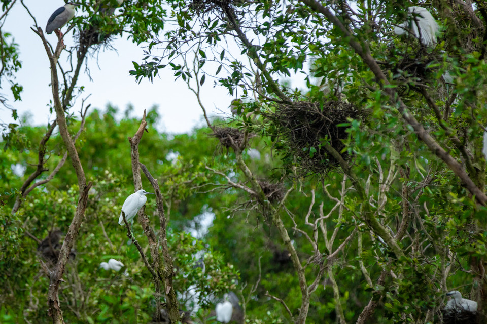 Với bầu không khí trong lành tràn ngập tiếng chim kêu, Trà Sư thích hợp với du khách muốn 'trốn' khỏi thành phố ồn ào, bụi bặm để tìm về với thiên nhiên. (Ảnh: Hoài Nam/Vietnam+)