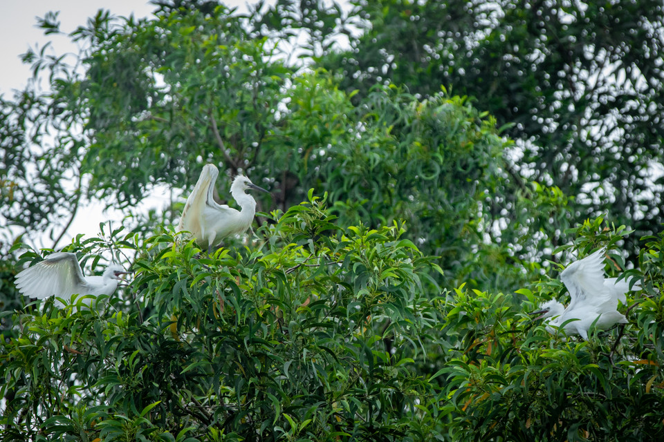 Bên cạnh đó còn có ‘lãnh địa’ của loài cò, vạc. Du khách sẽ được hòa mình vào 'bản giao hưởng' thiên nhiên từ tiếng kêu của cò trắng, cò xám và vạc. (Ảnh: Hoài Nam/Vietnam+)