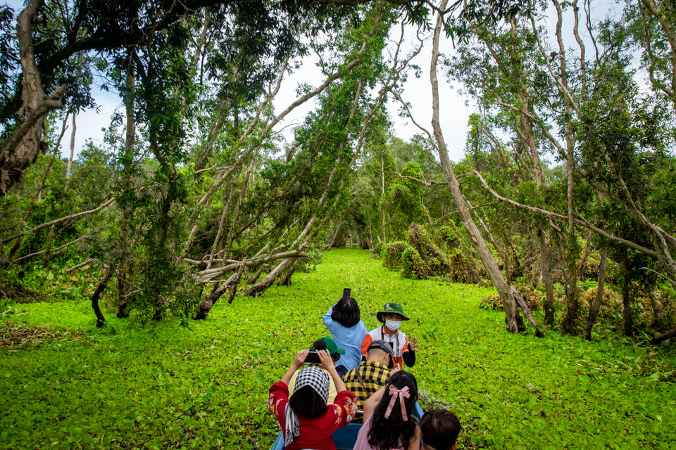 Rừng tràm Trà Sư là tên gọi của khu rừng có nhiều cây tràm tọa lạc gần khu vực núi Trà Sư của huyện Tịnh Biên, An Giang. Đối với những ai yêu thích vẻ đẹp của thiên nhiên hoang dã thì rừng tràm Trà Sư sẽ là sự lựa chọn lý tưởng. (Ảnh: Hoài Nam/Vietnam+)